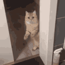 cdCatbye Discord emoji