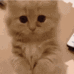 cdCatBegging Discord emoji