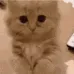 cdCatBegging