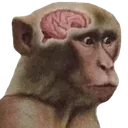 monke