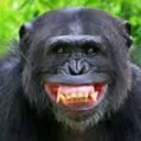 ape