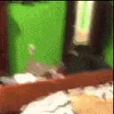 twerk_cat4