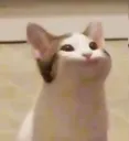 POPkat