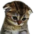 catsadge