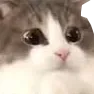 LeoWut