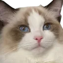 LilyStare