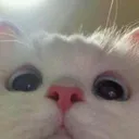 cat_gang