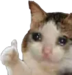 sadCatOK