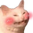 blushing cat