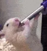 suckMiney