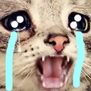 kittycry