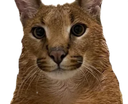 TCC_Floppa Discord emoji