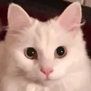 CatASindy
