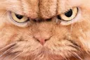 yz_cat_mad