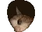 catNosy