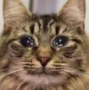 sadcat Discord Emoji