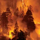 0ForestFire