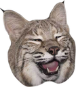 BubsyRTX