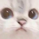 awkzcat