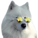coolpupper