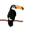 Toucan