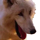 Laught laught Discord Emoji