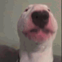 dance_dog