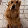 DogWibbleWobble DogWibbleWobble