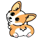 corgi