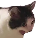 CattoNoo Discord Emoji