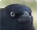 CrowOfJudgement