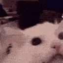 CatHyperScream CatHyperScream