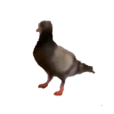lowresPigeon