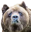 Bear Sad bearsad Discord Emoji