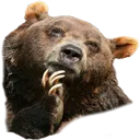 Bear Think Discord Emoji