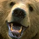 Happy Bear Discord Emoji