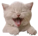 Catlaugh catLaugh Discord Emoji