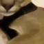 floppa4 Discord emoji