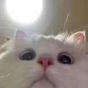 merpcat