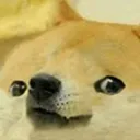 perroasombrado