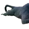 jimmyhSnipe1 jimmyhSnipe1