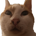 catstare Discord emoji