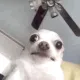 CalmzDogWeird3 CalmzDogWeird3