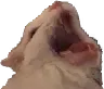 meltscreamcat