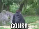 Gorila