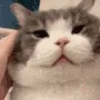 catRub