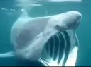 sharkpog