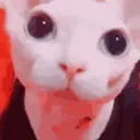 bingus_cute