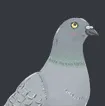 pigeonblush