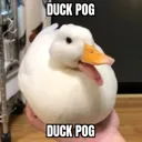 duckpog